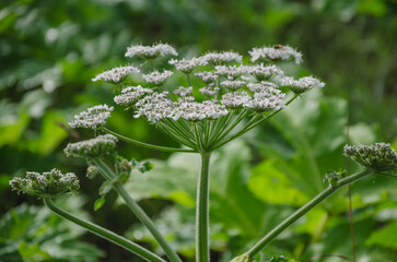 Umbelliferous plant Heracleum hogweed grows and blooms