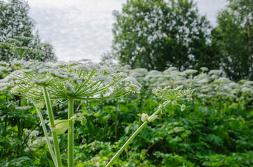 Umbelliferous plant Heracleum hogweed grows and blooms