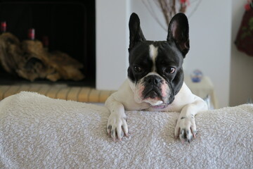 Cute French Bulldog resting in the sofa thinking what to eat