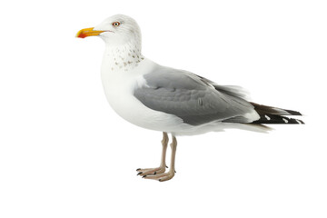 Obraz premium Profile view of a seagull, separated on a clean white background, capturing its sharp beak and keen expression