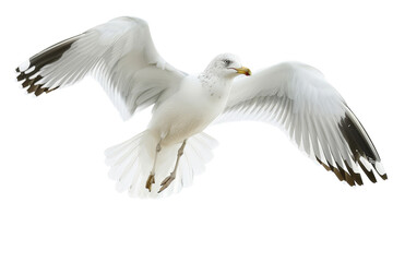 Obraz premium Seagull in mid-flight, isolated on a clean white background, capturing its dynamic movement and feather details