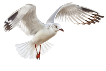 Obraz premium Seagull in mid-flight, isolated on a clean white background, capturing its dynamic movement and feather details