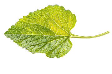 Obraz premium Single mustard leaf with visible texture and color, separated on a white background, capturing its natural beauty and freshness