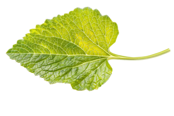 Single mustard leaf with visible texture and color, separated on a white background, capturing its natural beauty and freshness