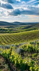 Fototapeta premium A beautiful landscape with a large field of grape vines