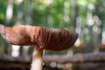 mushroom in the forest