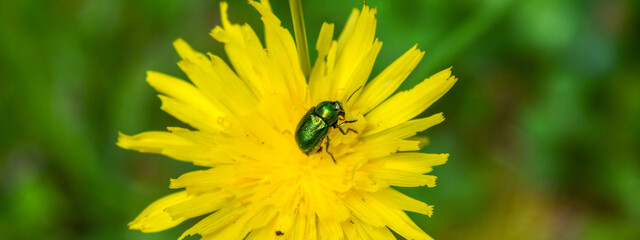 yellow dandelion flower