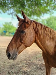 Red horse portrait