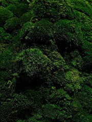 green moss background