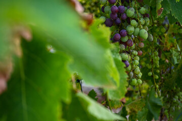 Close up of a winemaker holding a growing bunch of grapes in his hands