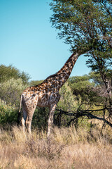 giraffe in the savannah, namibia