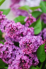 lilac flowers 
