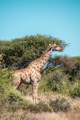 giraffe walking in the savannah, namibia
