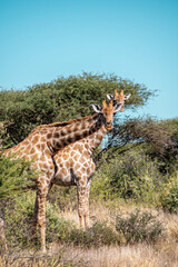 double vision, giraffe in the savannah, namibia