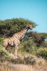 giraffe in the savannah, namibia