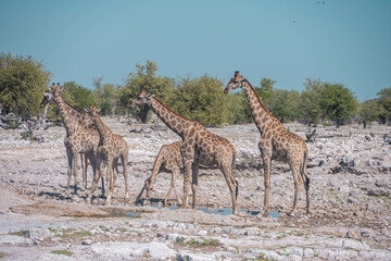 giraffe in the savannah of Etosha national park, namibia
