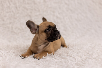 A French bulldog puppy, age 2 months