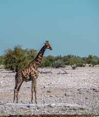 giraffe in the savannah of Etosha national park, namibia