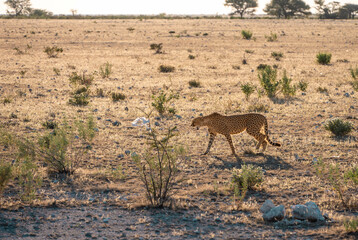 cheetah in the savanna of etosha national park, namibia