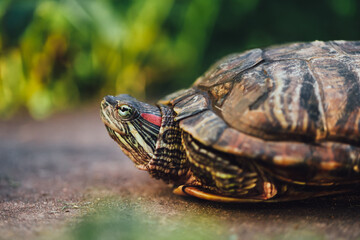 red-eared slider turtle on the backyard