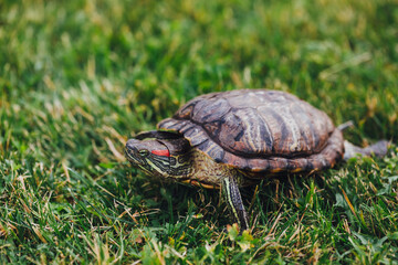 Fototapeta premium red-eared slider turtle on the lawn