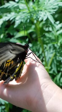 Vertical video. Close-up of Common Birdwing butterfly (Troides helena) flapping her wings while resting on hand fo child in a park blooming park in Thailand 