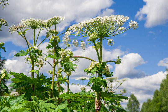 Sosnowsky hogweed against a background of blue sky.
