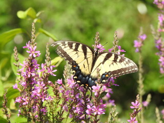 Eastern tiger swallowtail butterfly feeding on the nectar of purple loosestrife wildflowers. Wildwood Park, Dauphin County, Harrisburg, Pennsylvania.