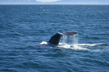 Fototapeta premium Sperm whale fluke
