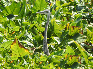 A great blue heron hunting the wetland marsh for prey to eat. Wildwood Park, Dauphin County,...