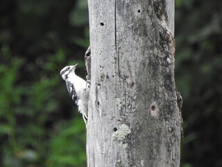 A female downy woodpecker landed on a tree, ready to peck holes into the trunk, in search of insects to eat. Wildwood Park, Dauphin County, Harrisburg, Pennsylvania.