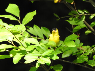 A male, american goldfinch, perched on a branch within the woodland forest of Wildwood Park, Dauphin County, Harrisburg, Pennsylvania.