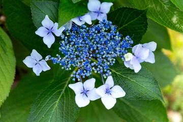 Clerodendrum bungei, commonly known as rose glory bower, glory flower or Mexican hydrangea