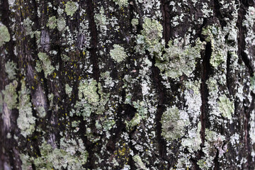 Close up view of a velvet apple tree trunk with the whitish colored lichen growing on the surface