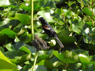 A pair of red-winged blackbirds, male and female, perched within the aquatic vegetation within the wetlands of Wildwood Park, Dauphin County, Harrisburg, Pennsylvania.