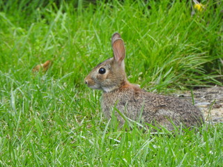 Fototapeta premium Eastern cottontail rabbit living within the wetland forest of Wildwood Park, Dauphin County, Harrisburg, Pennsylvania.