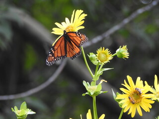 A monarch butterfly and eastern honeybees feeding on nectar from within yellow cup plant flowers....