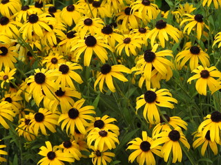 Black-eyed Susans bloomed within Wildwood Park, Dauphin County, Harrisburg, Pennsylvania. Natural...