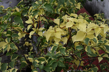 View of a bougainvillea plant that has variegated leaves that are yellowish in color