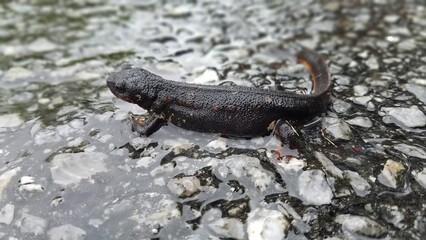 Sword Tailed Newt, Okinawa