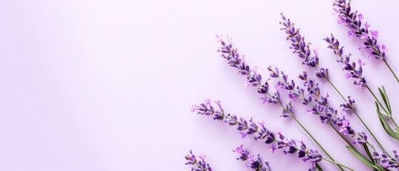 Obraz premium Lavender flowers arranged on a pastel background creating a delicate and fresh floral scene.