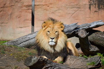 Obraz premium Large male lion on the prowl in its enclosure at a zoo. 