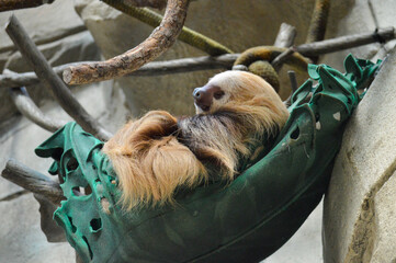 Fototapeta premium A sloth laying in its hammock in a zoo enclosure. 