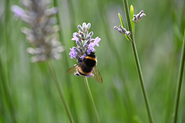 Bumblebee