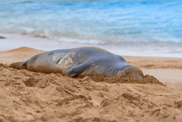 Monk seal sleeping on sandy beach near ocean