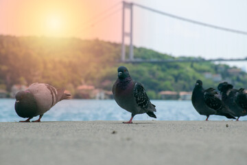 Pigeons on the Bosphorus at sunset and view of the Bosphorus and Fatih Sultan Mehmet Bridge. High Quality Pigeon Photos in The Istanbul City.