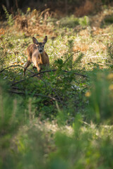 Doe in the forest