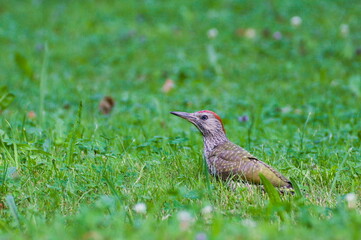 Bird Picus viridis aka European green woodpecker in the grass.