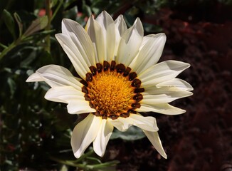 pretty colorful flowers of gazania plant in a garden