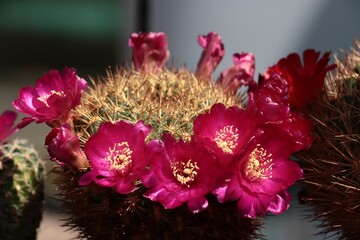 red flowers of succulent plant close up